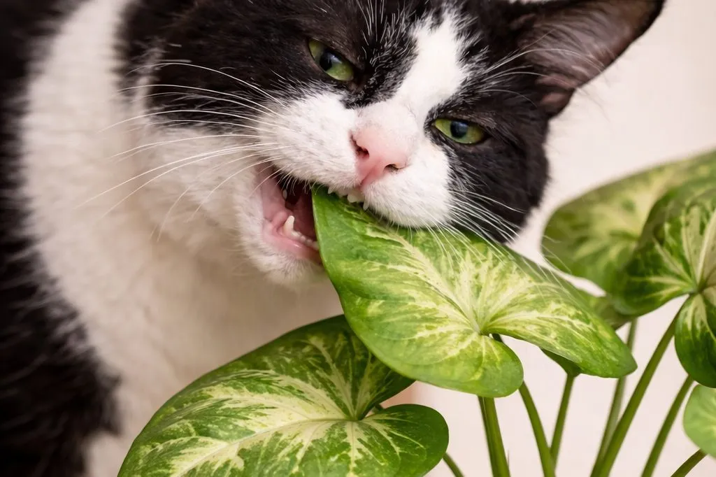 gato mordiscando folhas em ambiente doméstico