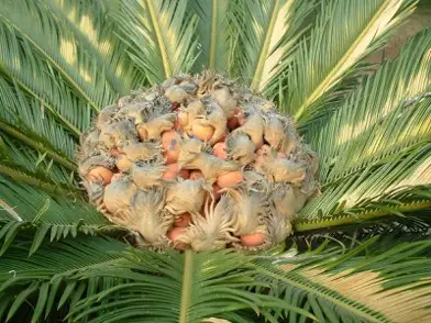 Coroa de folhas de palmeira-sagu