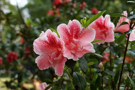Flores de azaleia