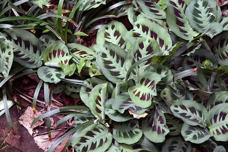 Folhas estampadas de maranta