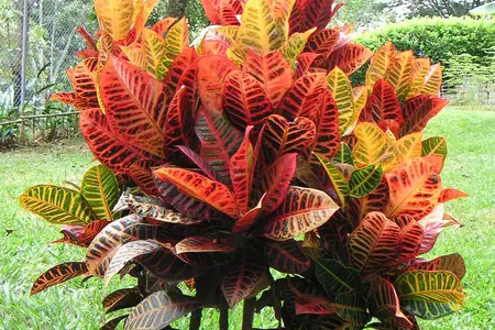 Folhas coloridas de cróton