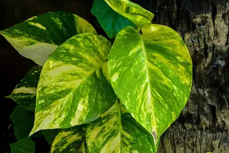 Folhas de jiboia variegadas em amarelo e verde