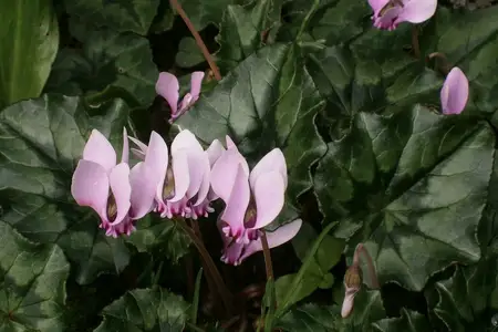Flores e folhas de ciclame