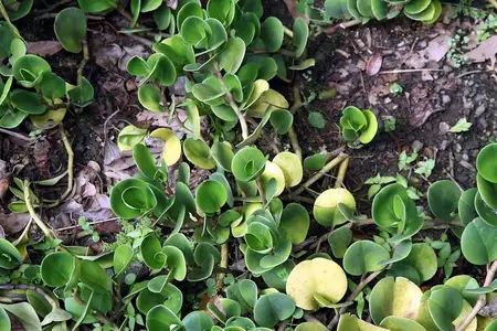 Folhas arredondadas de peperomia