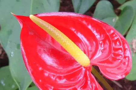 Flores vermelhas de antúrio