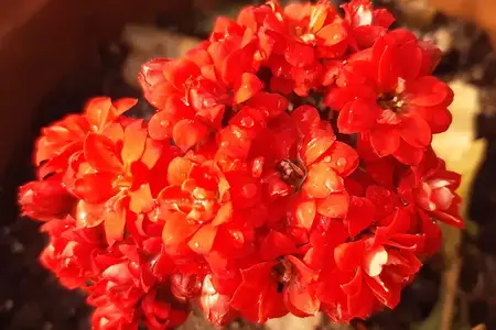 Flores vermelhas de calanchoê