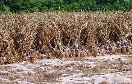 pé de alho com os bulbos/cabeças aparentes