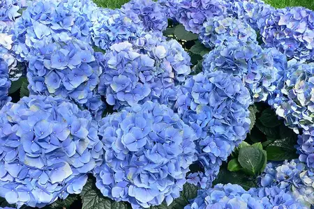 Flores azuis de hortênsia